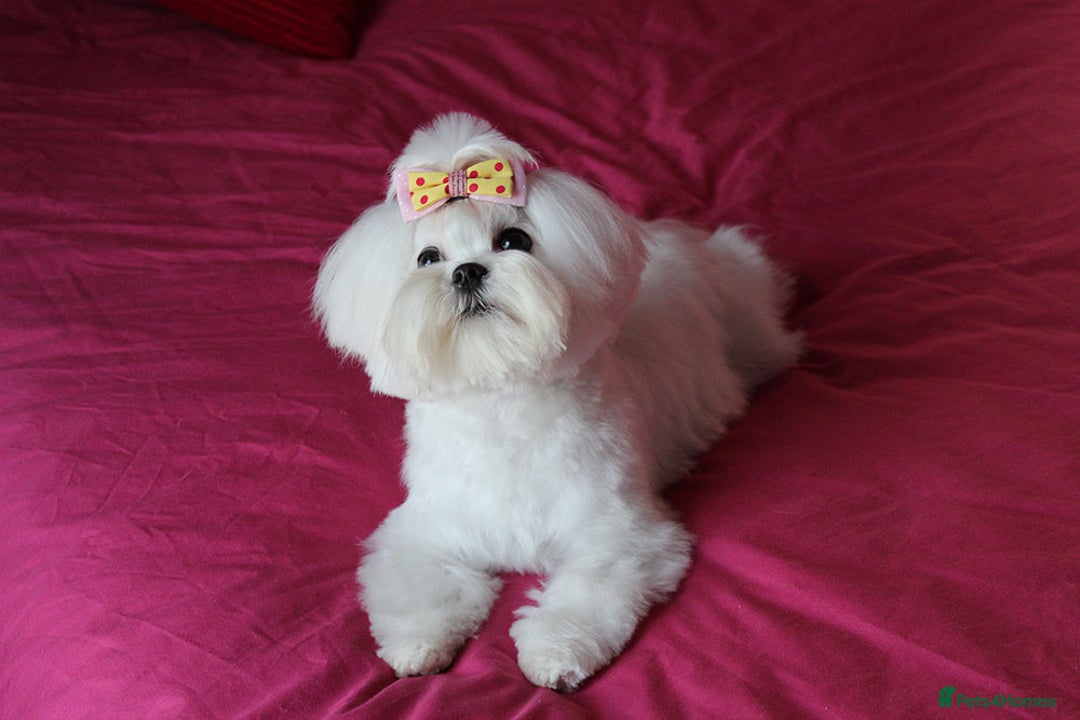Maltese dogs for sale: Gorgeous Tiny Maltese Puppies - Advert 8