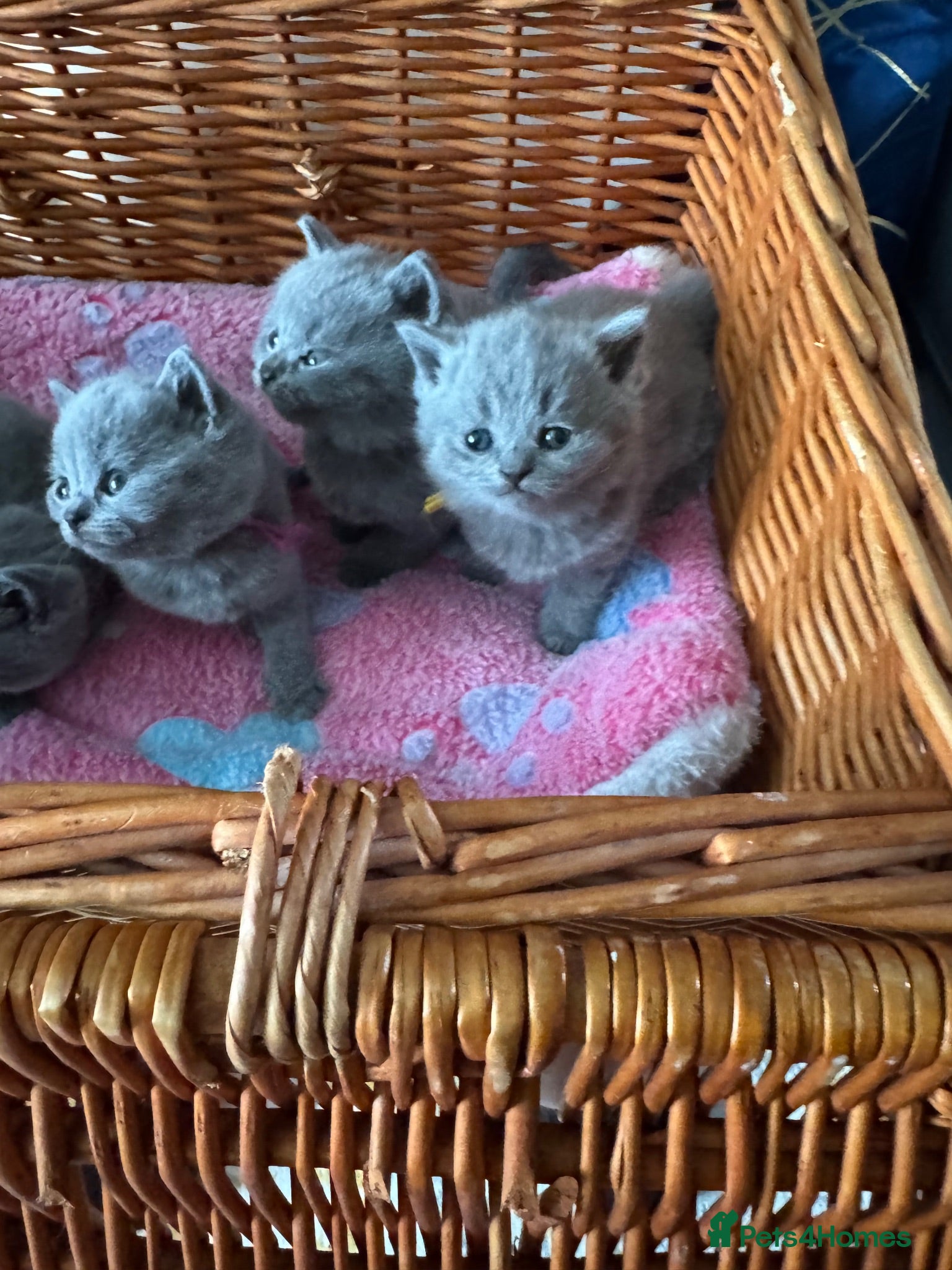 British Shorthair cats Blue & Lilac Pedigree British Shorthair - Advert 1
