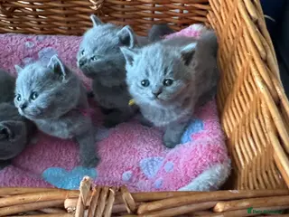 British Shorthair cats Blue & Lilac Pedigree British Shorthair - Advert 1