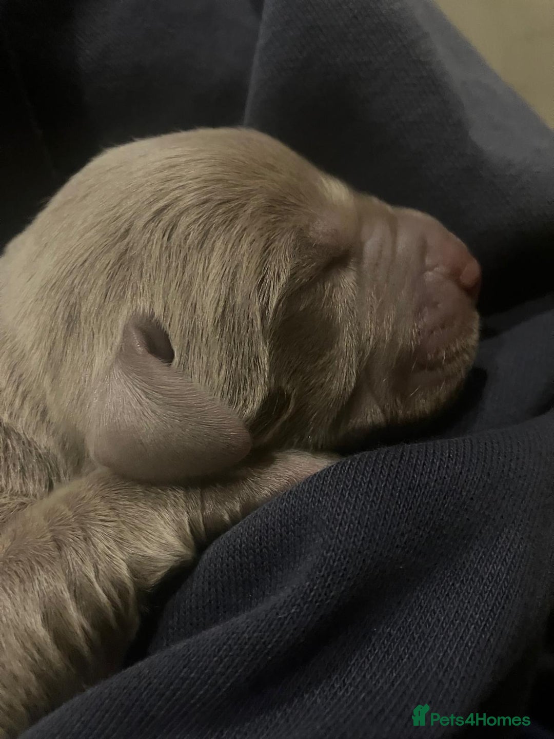 Labrador Retriever dogs for sale:  **  day Silver / Charcoal Labradors.  - Advert 10