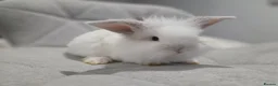 Mixed Breed rabbits for sale: Baby rabbits - Advert 7