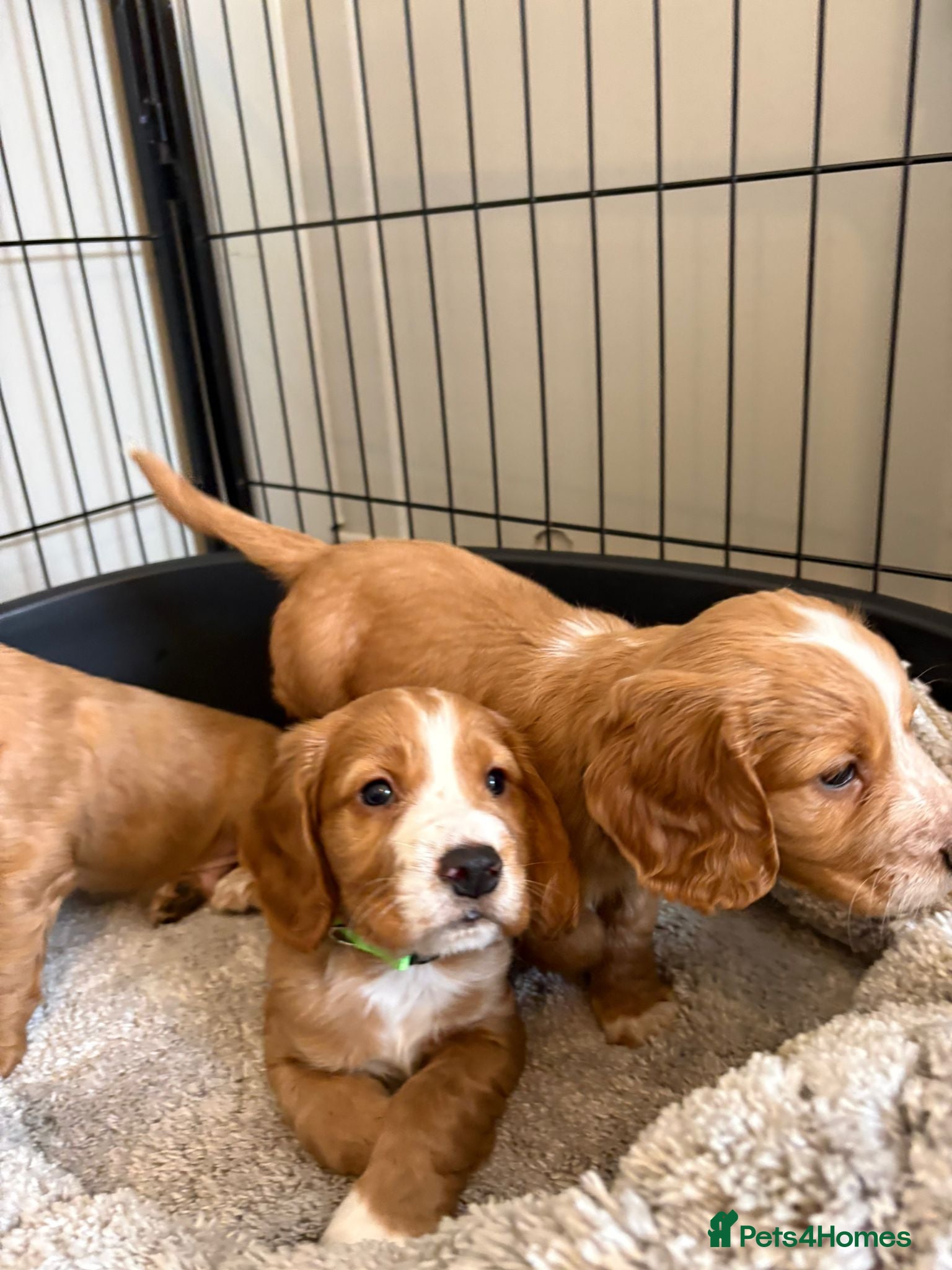 Cocker Spaniel dogs Beautiful Golden cockers free insurance with agria - Advert 1