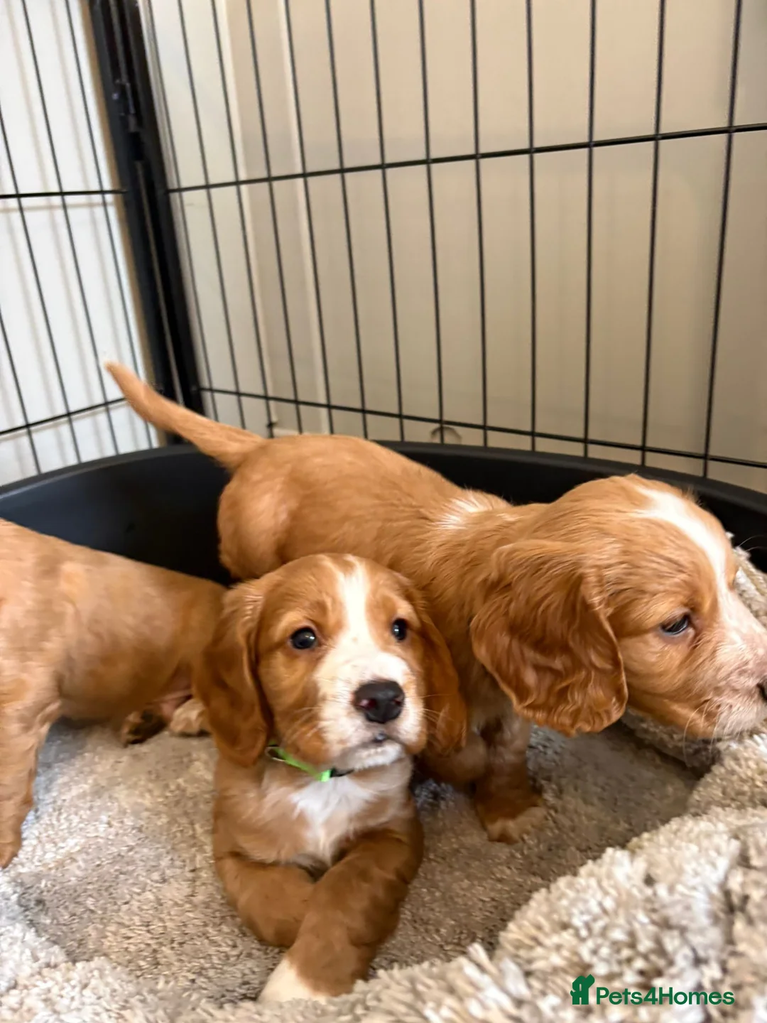 Cocker Spaniel dogs for sale: Beautiful Golden cockers free insurance with agria - Advert 1