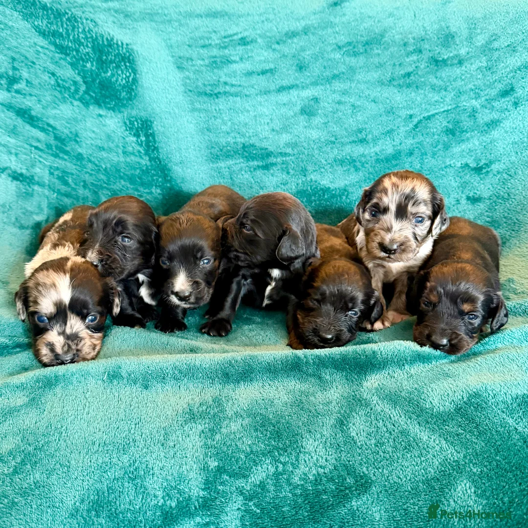 Cocker Spaniel dogs for sale: Blue Merle, Black and Tan, black cocker spaniels  - Advert 1