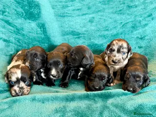 Cocker Spaniel dogs Blue Merle, Black and Tan, black cocker spaniels - Advert 3