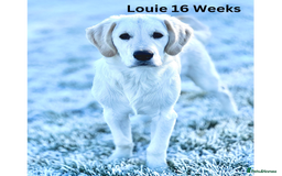 Golden Retriever dogs for stud: Louie Luna Available For Stud K.C. Registered in Bradford - Image 4