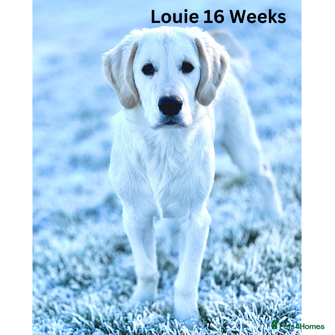 Golden Retriever dogs for stud: Louie Luna Available For Stud K.C. Registered in Bradford - Image 4