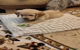 Golden Retriever dogs for sale: Gentle and loving Golden Retriever puppiess  - Image 6