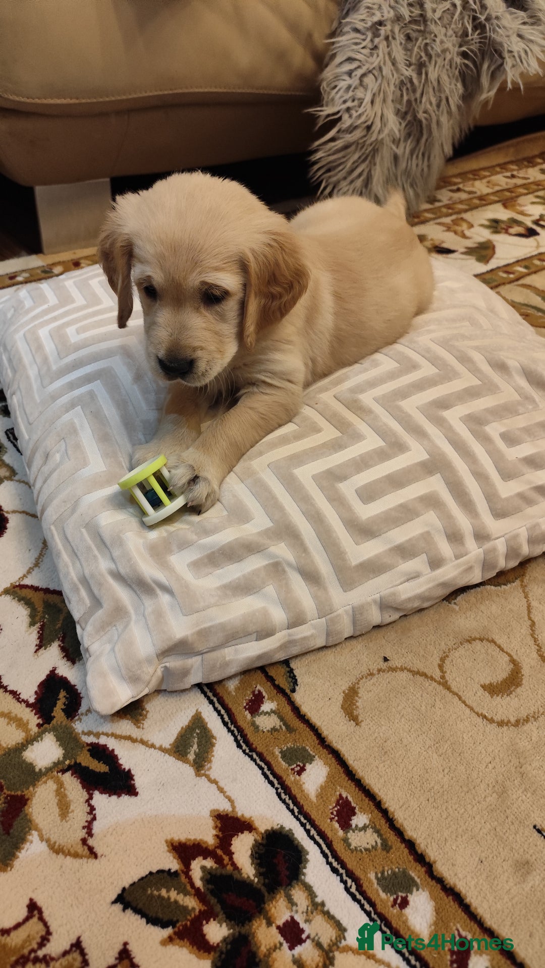 Golden Retriever dogs for sale: Gentle and loving Golden Retriever puppiess  - Image 6