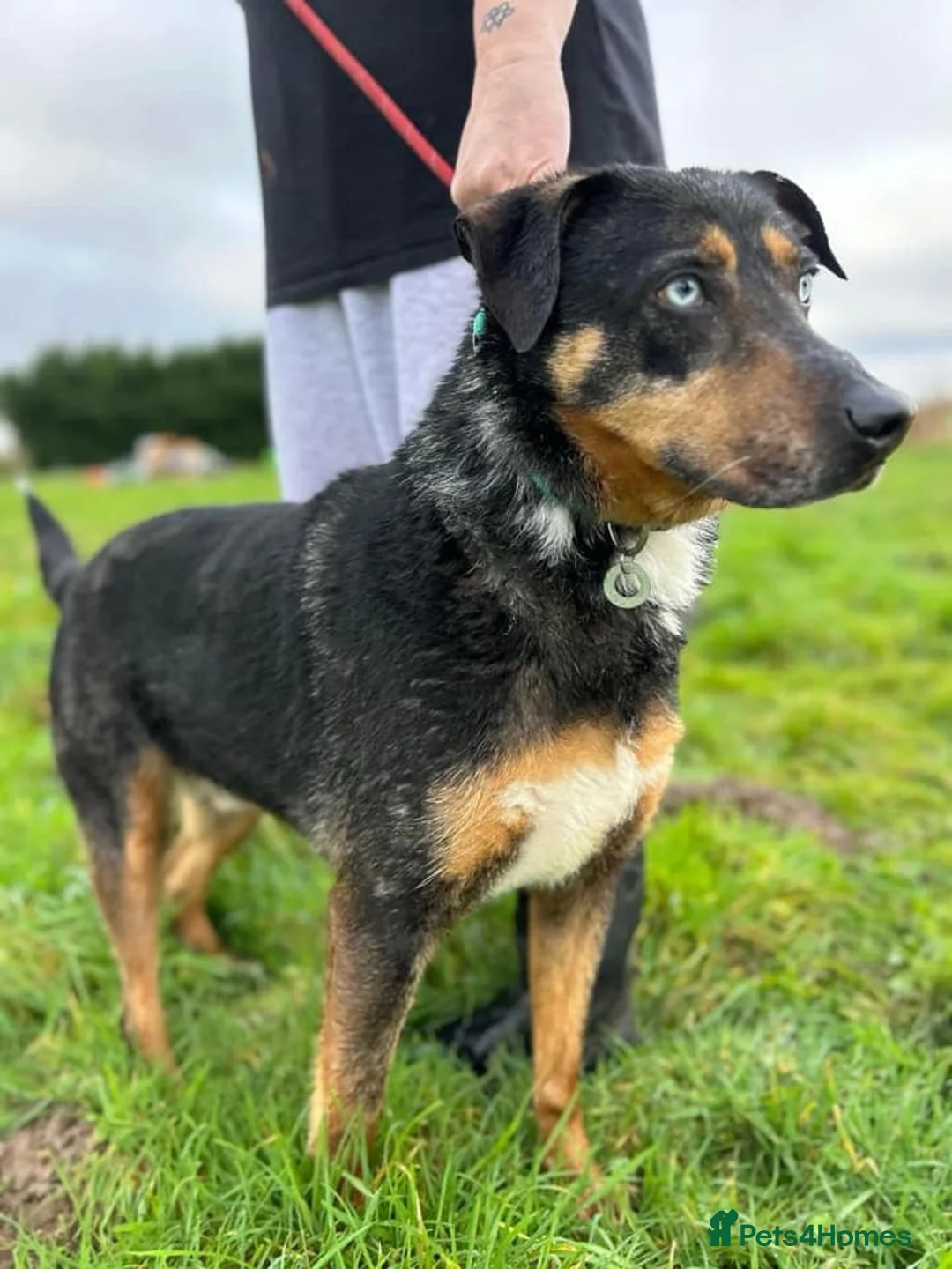 Mixed Breed dogs for adoption: Jack - Norwich Norfolk  in Norwich - Advert 5