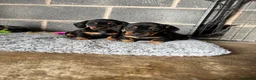Dachshund dogs for sale: Traditional/dapple daschunds - Advert 6
