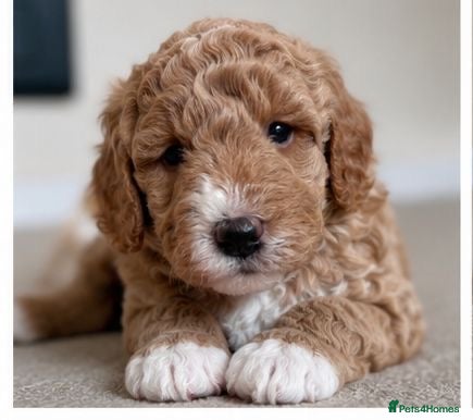 Cavapoo dogs Cavapoo  - Advert 3