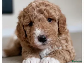 Cavapoo dogs Cavapoo - Advert 12
