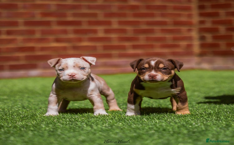 American Bully dogs - Advert 3