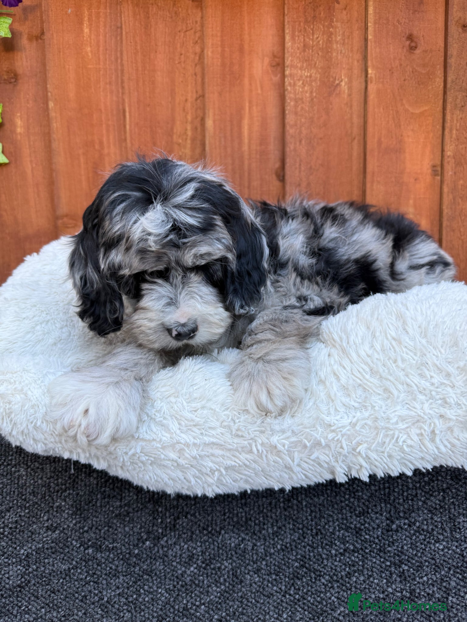 Australian Labradoodle dogs AUSTRALIAN LABRADOODLE  - Advert 10