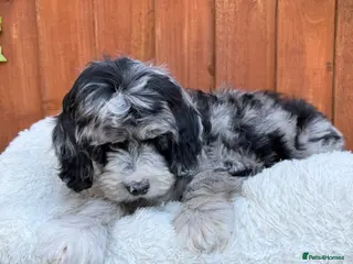 Australian Labradoodle dogs AUSTRALIAN LABRADOODLE - Advert 9