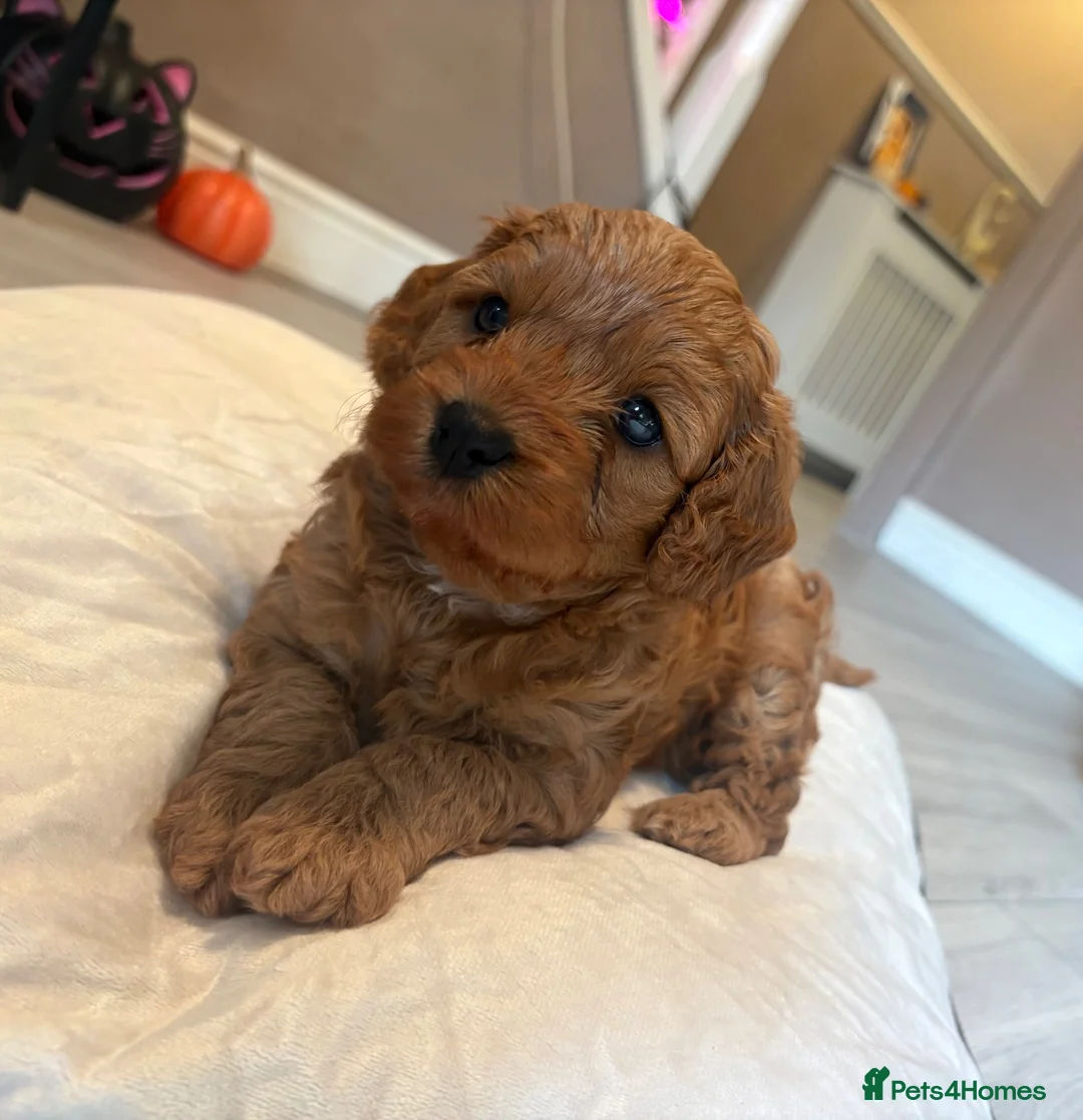 Cavapoo dogs for sale: Cavapoo  - Advert 2
