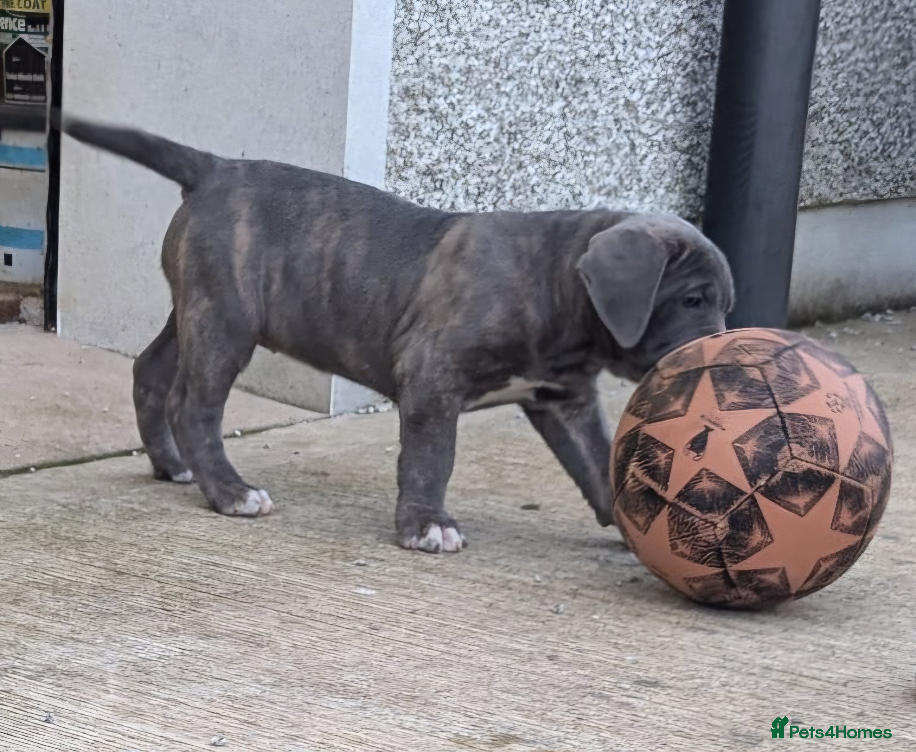 Cane Corso dogs for sale: Cane Corso Irish Kennel club registered  - Advert 1