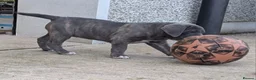 Cane Corso dogs for sale: Cane Corso Irish Kennel club registered  in Enniskillen - Advert 23