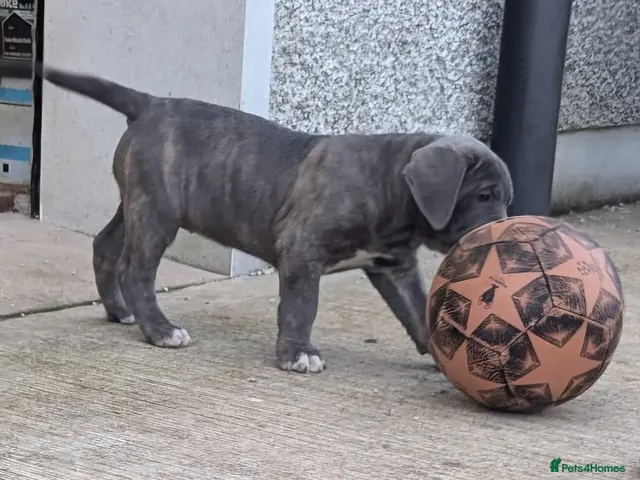 Cane Corso dogs for sale: Cane Corso Irish Kennel club registered - Advert 1