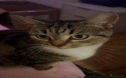 Mixed Breed cats for sale: 4 lovely kittens looking new house.  - Image 4