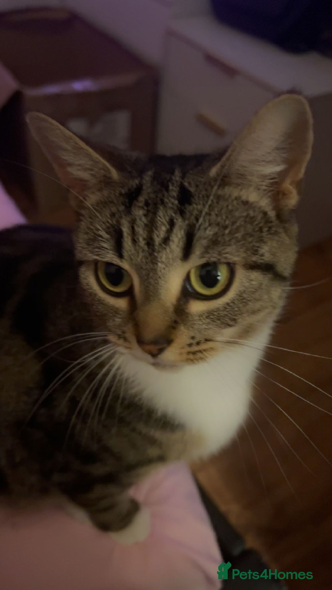Mixed Breed cats for sale: 4 lovely kittens looking new house.  - Image 4