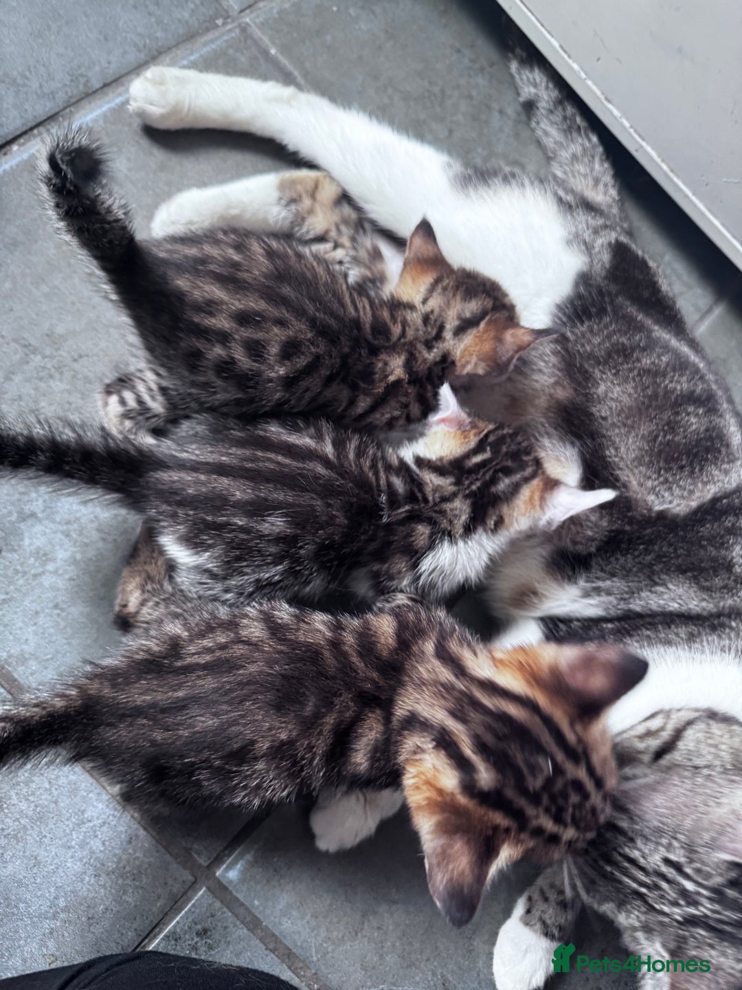 Bengal cats for sale: Bengal Kittens ready to be reserved  - Image 30