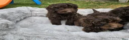 Cockapoo dogs for sale: Stunning F1 cockerpoo puppies  - Advert 2