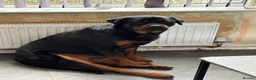 Rottweiler dogs for sale: Rottweiler  - Advert 8