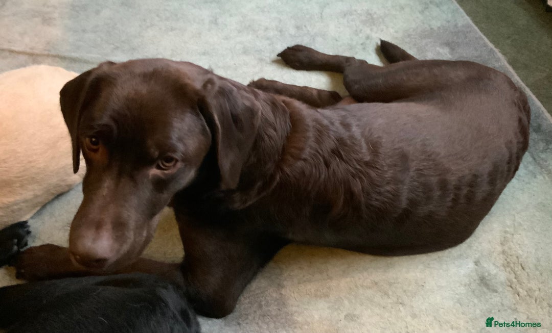 Labrador Retriever dogs for sale: Labrador Puppies - Image 3
