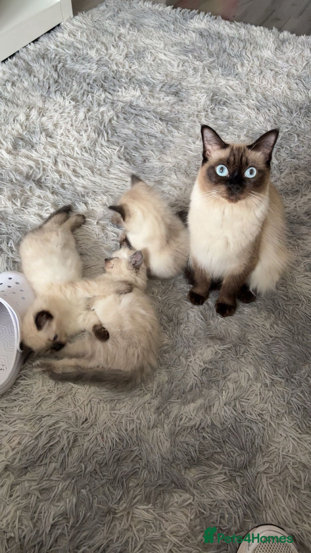 Ragdoll cats for sale: STUNNING FULLY HEALTH TESTED RAGDOLL KITTENS - Image 4