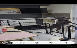 Weimaraner dogs for sale: Bessie - Image 3