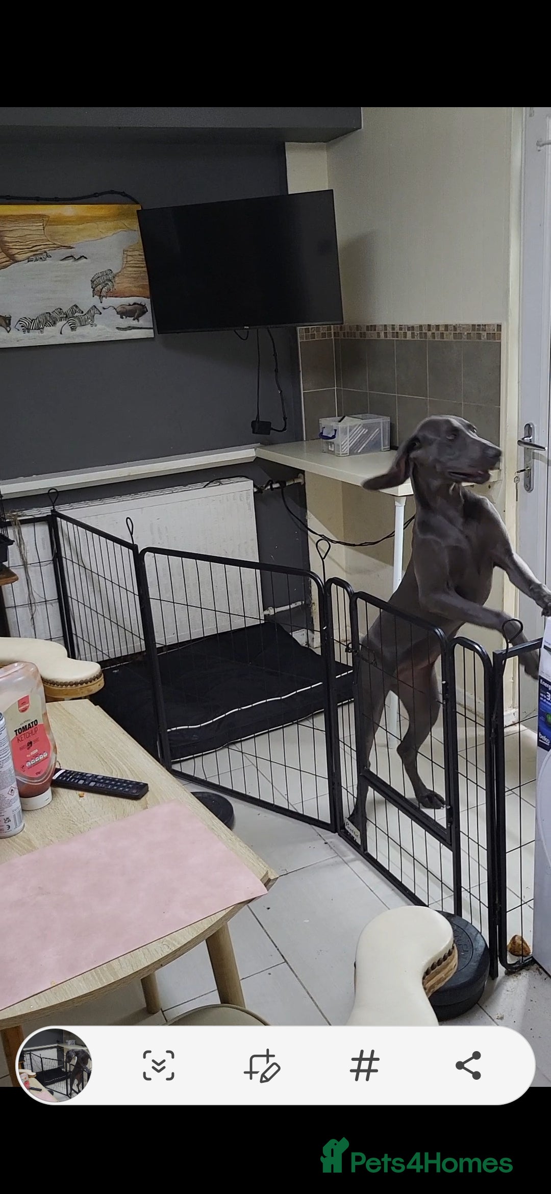 Weimaraner dogs for sale: Bessie - Image 3