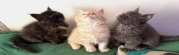 Maine Coon cats for sale: Stunning Maine Coon Kittens - Advert 5