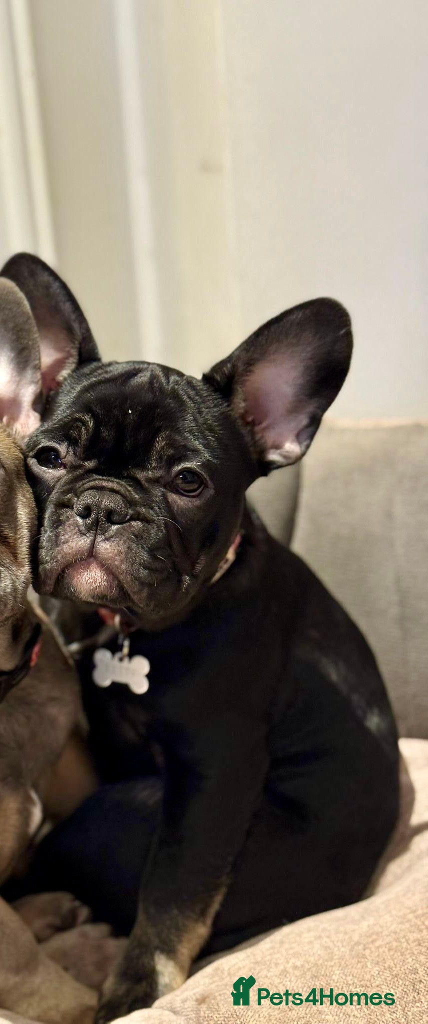 French Bulldog dogs French Bulldog  - Advert 1