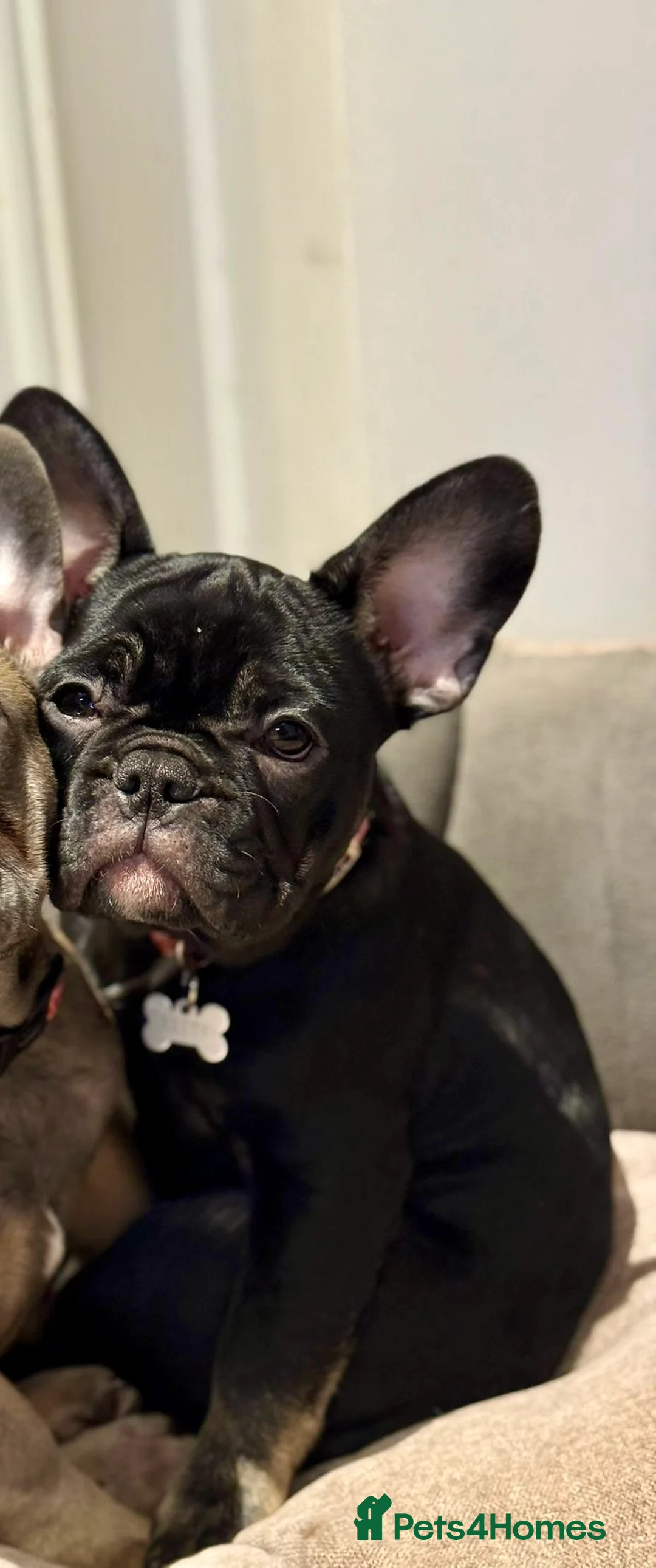 French Bulldog dogs for sale: French Bulldog  - Advert 1