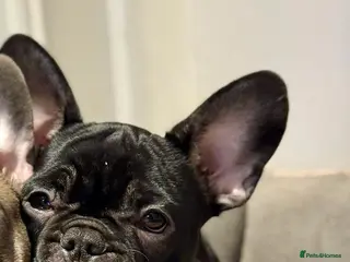 French Bulldog dogs French Bulldog - Advert 1