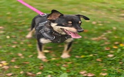 Mixed Breed dogs for adoption: 💖🐶 BUKA 🐶💖 - Image 12