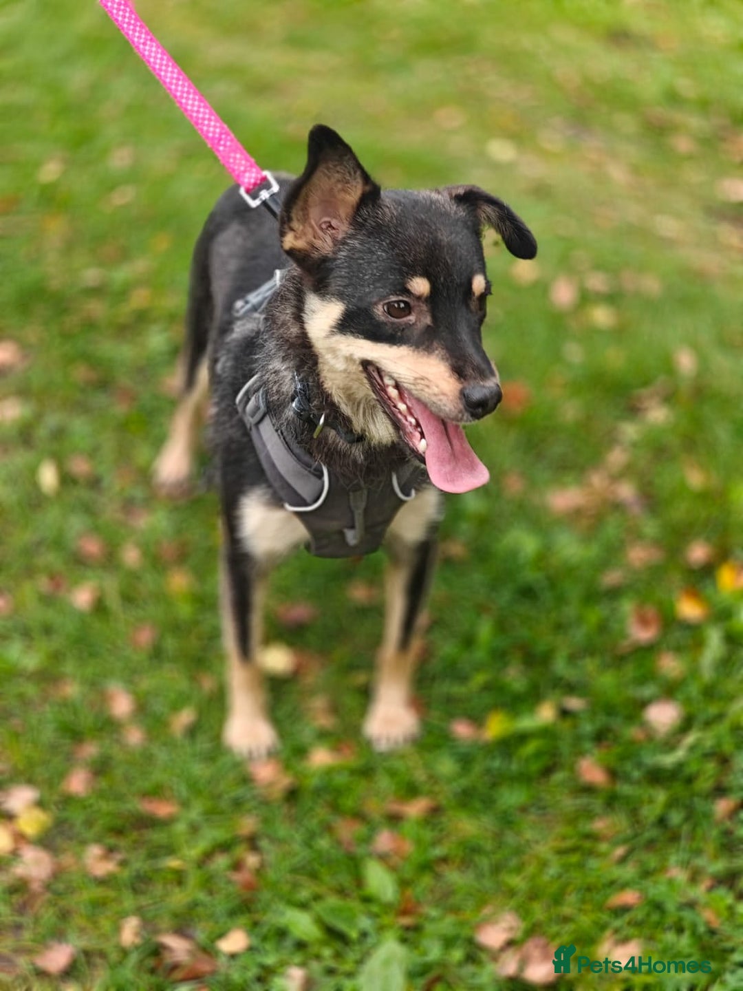 Mixed Breed dogs for adoption: 💖🐶 BUKA 🐶💖 - Image 12