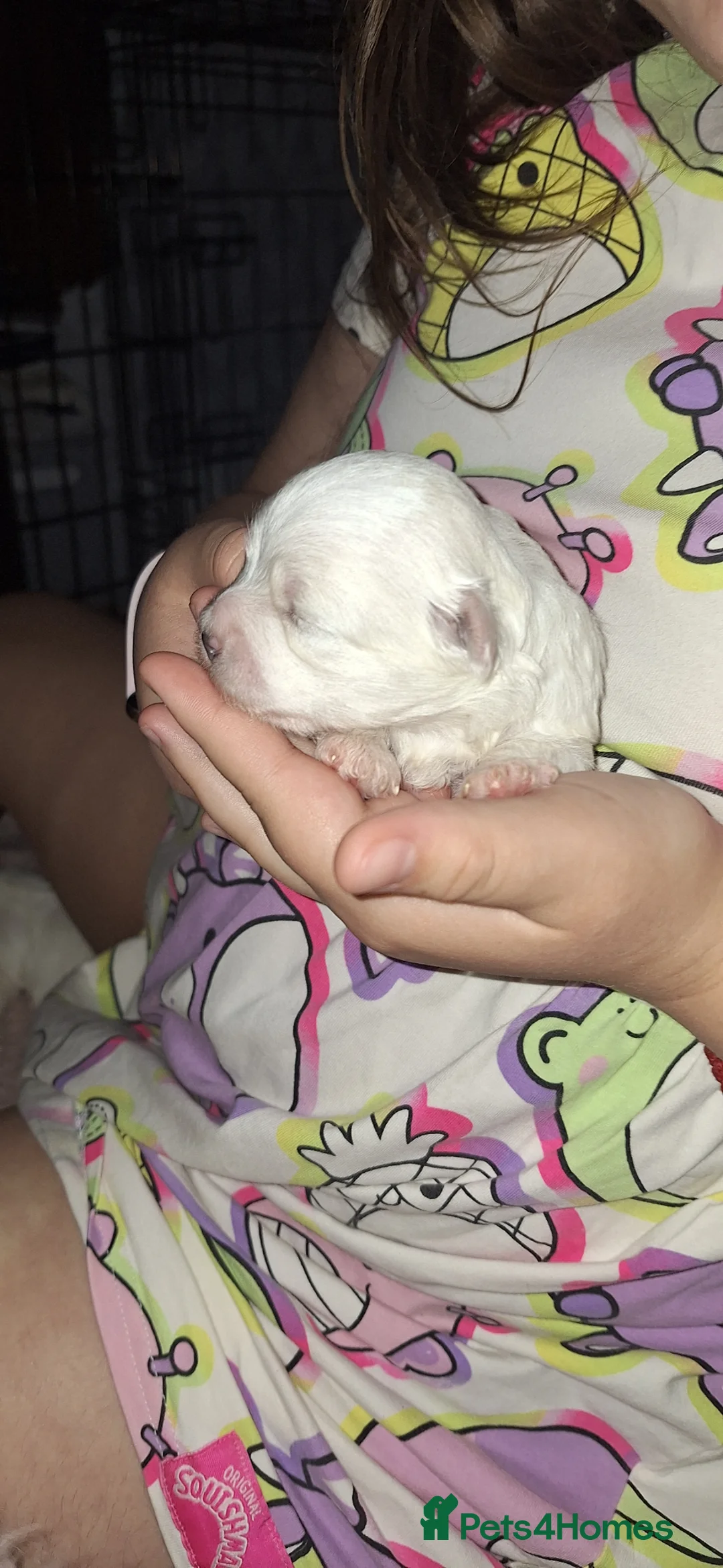 Maltese dogs for sale: Mini maltese puppy - Advert 2
