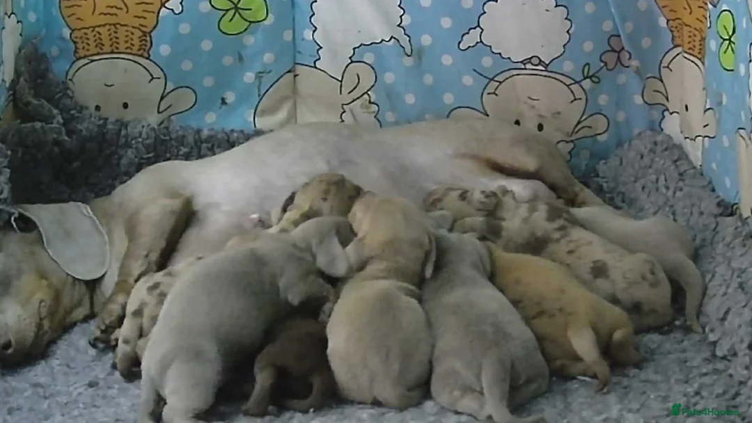 Miniature Dachshund dogs for sale: Miniature dachshund puppies  - Advert 7