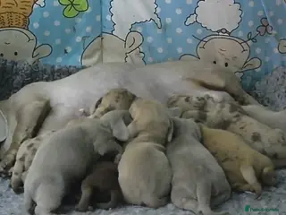 Miniature Dachshund dogs Miniature dachshund puppies - Advert 9