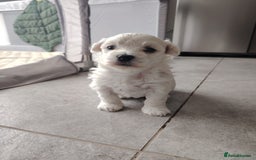 Poochon dogs for sale: 4 Girls Poochon white/Beige 2 reserved 2 avaliable - Image 8