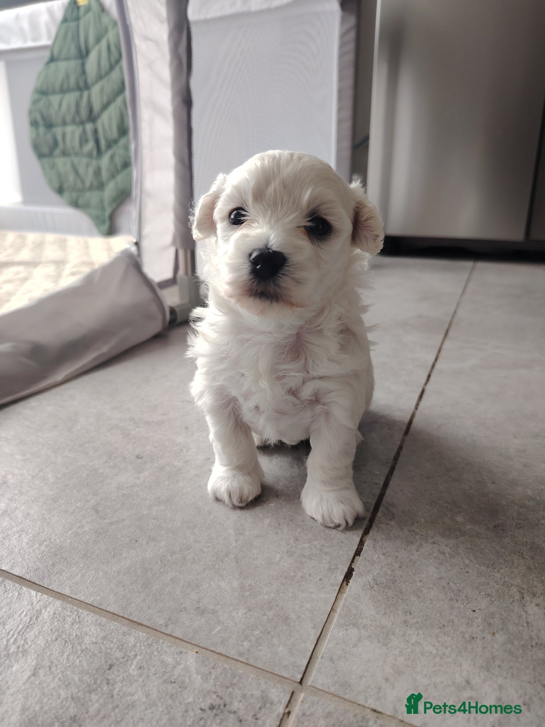 Poochon dogs for sale: 4 Girls Poochon white/Beige 2 reserved 2 avaliable - Image 8