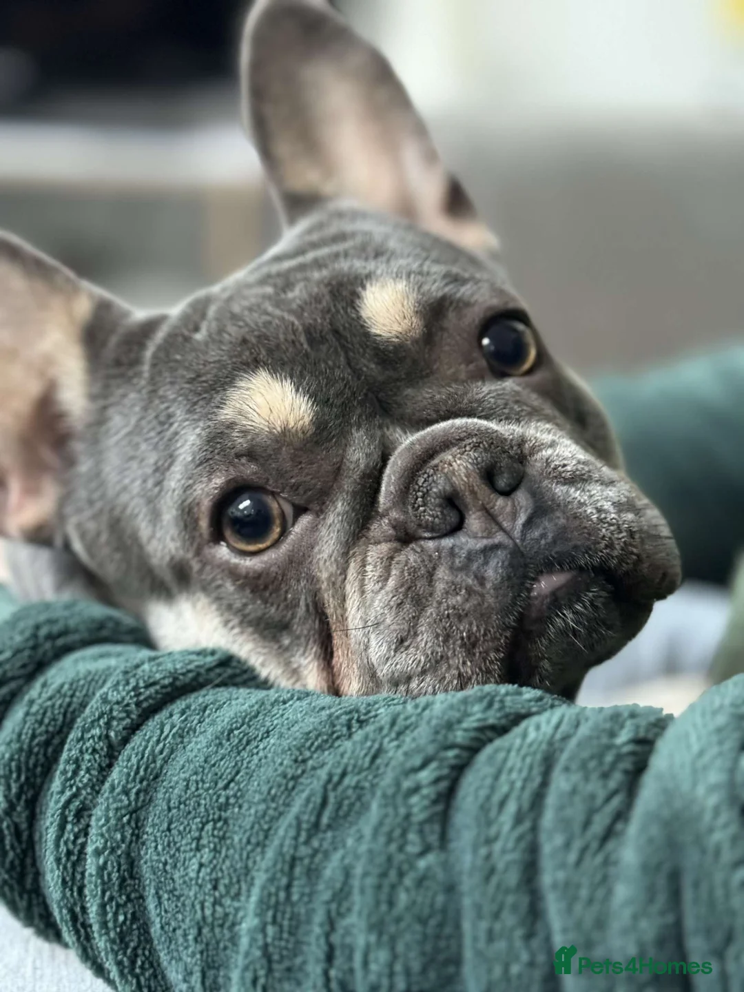 French Bulldog dogs for sale:  KC French Bulldog Puppies- Elite bloodlines 🐾 in Stockport - Advert 20