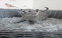 British Shorthair cats for sale: British Shorthair kittens  - Image 15