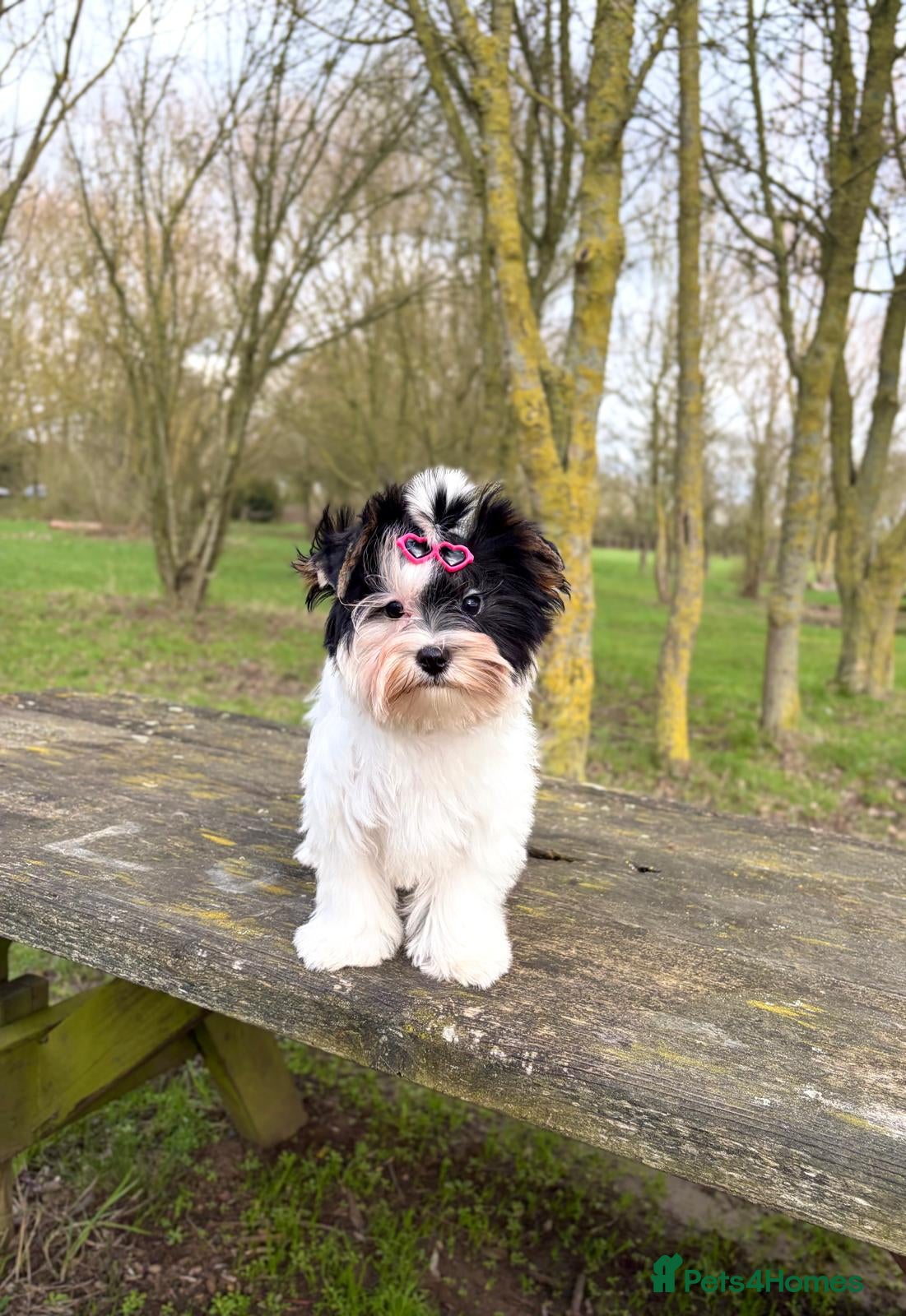 Yorkshire Terrier dogs Tiny Beautiful Girl 🩷& very Cute Boy💙available  - Advert 4