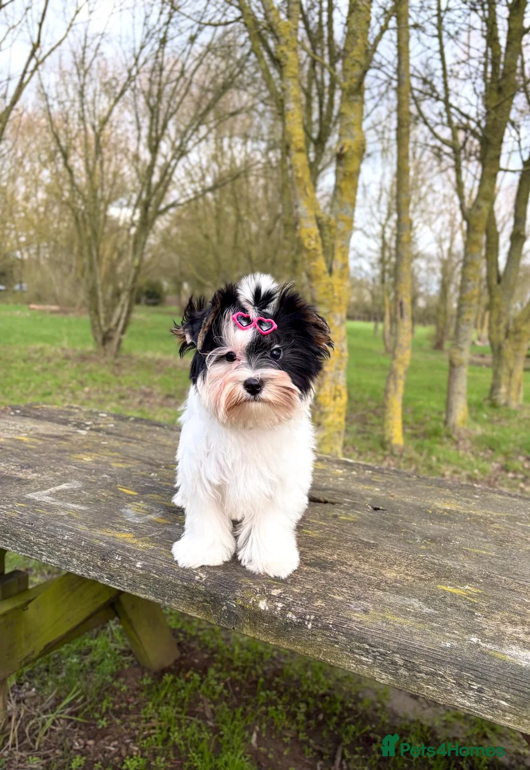 Yorkshire Terrier dogs for sale: Tiny Beautiful Girl 🩷& very Cute Boy💙available  - Advert 2