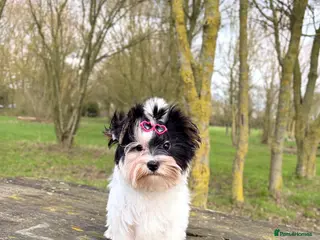 Yorkshire Terrier dogs Tiny Beautiful Girl 🩷& very Cute Boy💙available - Advert 1