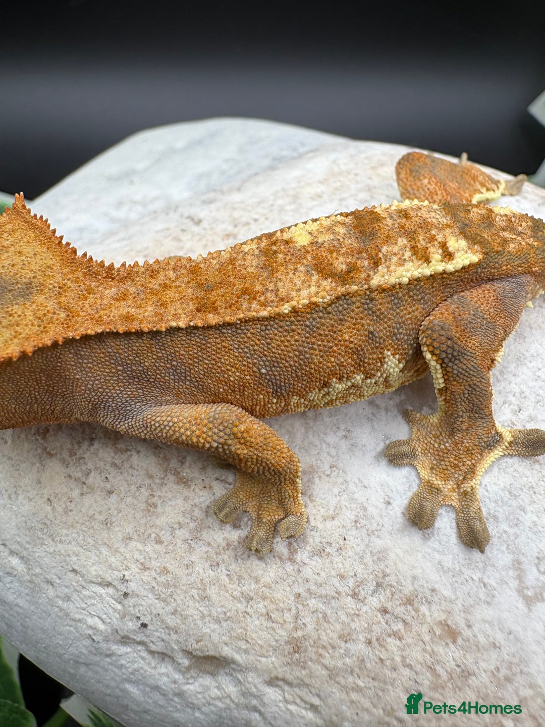 Gecko reptiles for sale: Stunning tangerine cappuccino crested gecko  - Advert 6